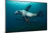 Swimming Steller Sea Lions-null-Mounted Photographic Print