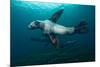 Swimming Steller Sea Lions-null-Mounted Photographic Print