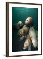 Swimming Steller Sea Lions-null-Framed Photographic Print