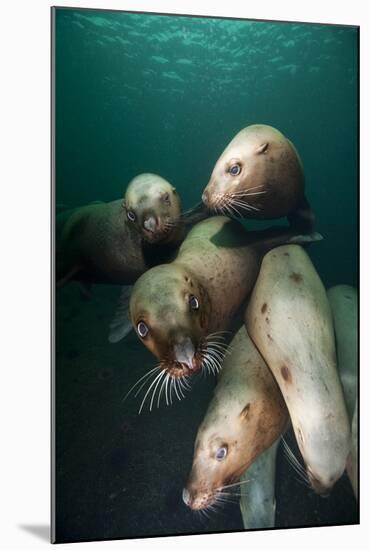 Swimming Steller Sea Lions-null-Mounted Photographic Print