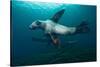 Swimming Steller Sea Lions-null-Stretched Canvas