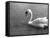 Swimming Swan-null-Framed Stretched Canvas