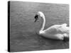 Swimming Swan-null-Stretched Canvas