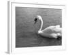 Swimming Swan-null-Framed Photographic Print