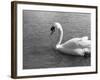 Swimming Swan-null-Framed Photographic Print