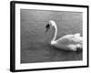 Swimming Swan-null-Framed Photographic Print