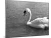 Swimming Swan-null-Mounted Photographic Print