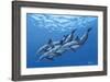 Swimming with the Dolphins-Apollo-Framed Giclee Print