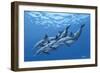 Swimming with the Dolphins-Apollo-Framed Giclee Print