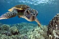 Hawaiian Green Sea Turtle-Swims with Fish-Framed Premium Photographic Print