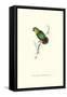 Swindern's Parakeet - Agapornis Swindernianus-Edward Lear-Framed Stretched Canvas