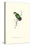 Swindern's Parakeet - Agapornis Swindernianus-Edward Lear-Stretched Canvas