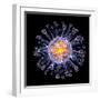 Swine Flu Virus Particle, Artwork-PASIEKA-Framed Premium Photographic Print