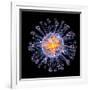 Swine Flu Virus Particle, Artwork-PASIEKA-Framed Photographic Print