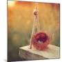 Swing and Nest-Mandy Lynne-Mounted Premium Giclee Print