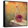 Swing and Nest-Mandy Lynne-Framed Stretched Canvas