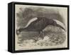 Swinhoe's Pheasant, Lately Added to the Collection of the Zoological Society of London-Thomas W. Wood-Framed Stretched Canvas