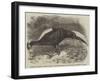 Swinhoe's Pheasant, Lately Added to the Collection of the Zoological Society of London-Thomas W. Wood-Framed Giclee Print