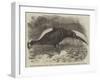 Swinhoe's Pheasant, Lately Added to the Collection of the Zoological Society of London-Thomas W. Wood-Framed Giclee Print