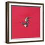 Swirl-Red-Tim Hayward-Framed Giclee Print