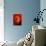Swirling Red-Ruth Palmer-Mounted Art Print displayed on a wall