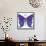Swirls Butterfly-Delyth Angharad-Framed Stretched Canvas displayed on a wall