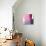 Swish of Magenta II-Piper Rhue-Stretched Canvas displayed on a wall