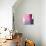 Swish of Magenta II-Piper Rhue-Art Print displayed on a wall