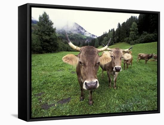 Swiss Brown Cows at Umbrail Pass, Switzerland-Gavriel Jecan-Framed Stretched Canvas