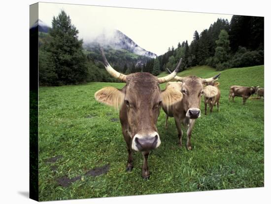 Swiss Brown Cows at Umbrail Pass, Switzerland-Gavriel Jecan-Stretched Canvas