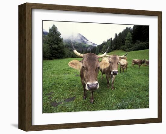 Swiss Brown Cows at Umbrail Pass, Switzerland-Gavriel Jecan-Framed Premium Photographic Print