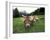 Swiss Brown Cows at Umbrail Pass, Switzerland-Gavriel Jecan-Framed Premium Photographic Print