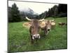 Swiss Brown Cows at Umbrail Pass, Switzerland-Gavriel Jecan-Mounted Premium Photographic Print