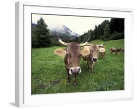 Swiss Brown Cows at Umbrail Pass, Switzerland-Gavriel Jecan-Framed Photographic Print