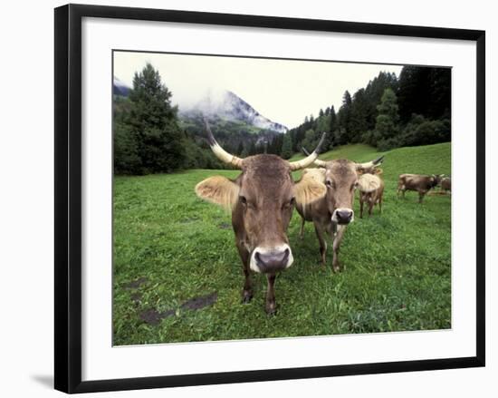 Swiss Brown Cows at Umbrail Pass, Switzerland-Gavriel Jecan-Framed Photographic Print