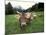 Swiss Brown Cows at Umbrail Pass, Switzerland-Gavriel Jecan-Mounted Photographic Print