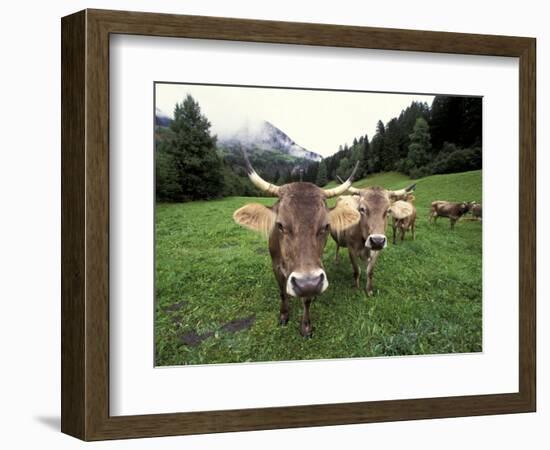 Swiss Brown Cows at Umbrail Pass, Switzerland-Gavriel Jecan-Framed Photographic Print