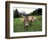 Swiss Brown Cows at Umbrail Pass, Switzerland-Gavriel Jecan-Framed Photographic Print