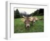 Swiss Brown Cows at Umbrail Pass, Switzerland-Gavriel Jecan-Framed Photographic Print