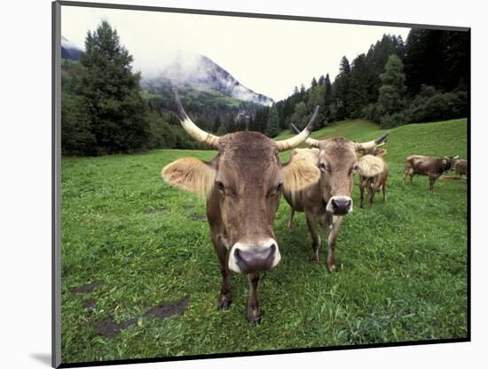 Swiss Brown Cows at Umbrail Pass, Switzerland-Gavriel Jecan-Mounted Photographic Print