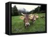 Swiss Brown Cows at Umbrail Pass, Switzerland-Gavriel Jecan-Framed Stretched Canvas