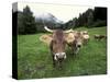 Swiss Brown Cows at Umbrail Pass, Switzerland-Gavriel Jecan-Stretched Canvas