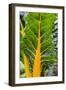 Swiss Chard 'Bright Yellow'-Jon Stokes-Framed Photographic Print