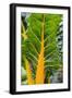 Swiss Chard 'Bright Yellow'-Jon Stokes-Framed Photographic Print