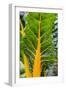 Swiss Chard 'Bright Yellow'-Jon Stokes-Framed Photographic Print