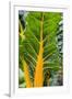 Swiss Chard 'Bright Yellow'-Jon Stokes-Framed Photographic Print