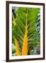 Swiss Chard 'Bright Yellow'-Jon Stokes-Framed Photographic Print