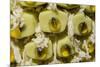 Swiss Cheese Plant (Monstera Deliciosa) in Flower, Close Up of Spadix-Georgette Douwma-Mounted Photographic Print