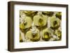 Swiss Cheese Plant (Monstera Deliciosa) in Flower, Close Up of Spadix-Georgette Douwma-Framed Photographic Print
