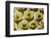 Swiss Cheese Plant (Monstera Deliciosa) in Flower, Close Up of Spadix-Georgette Douwma-Framed Photographic Print